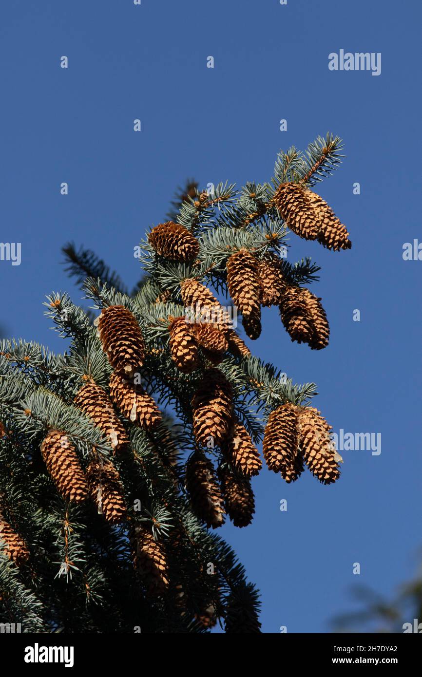 Épinette bleue, Picea pungens, remplie d'une abondance de cônes matures, Colorado. Banque D'Images