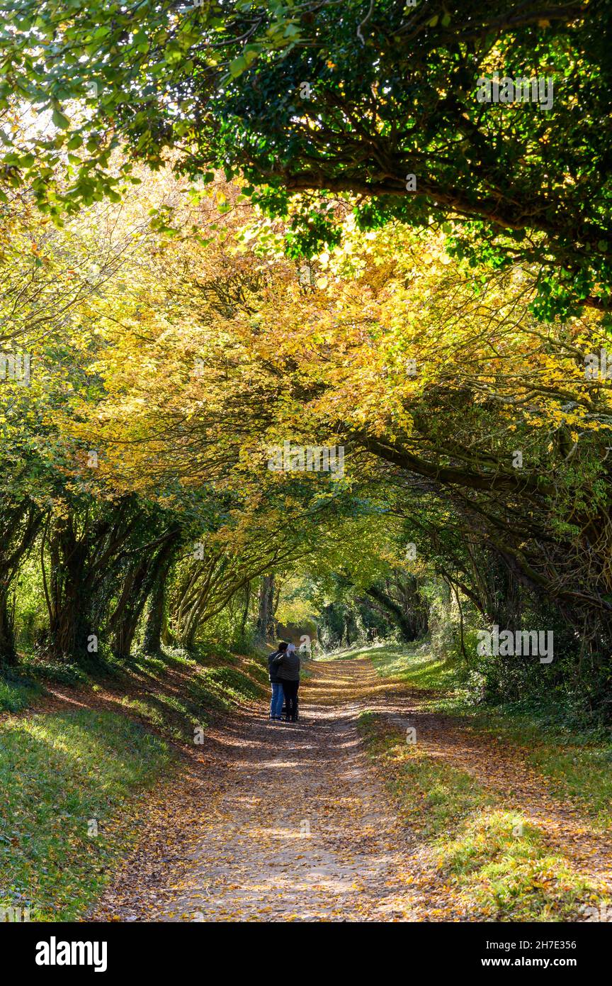 Un jeune couple se tenant sur le chemin à travers le tunnel des arbres Halnaker en automne en admirant la vue.West Sussex, Angleterre. Banque D'Images