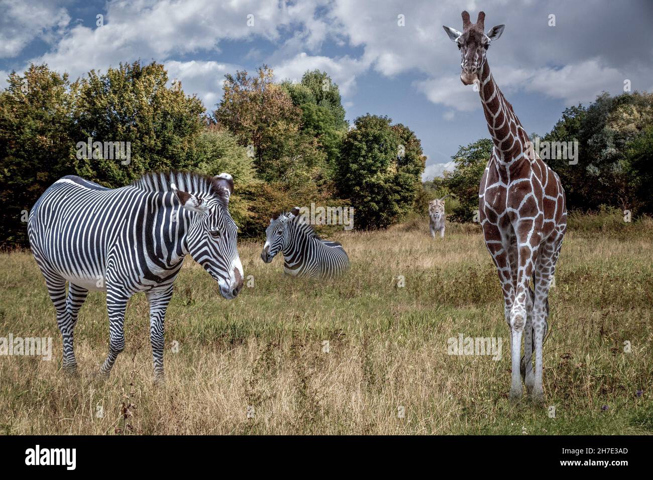 un lion, un zébré et une girafe dans une grande herbe Banque D'Images