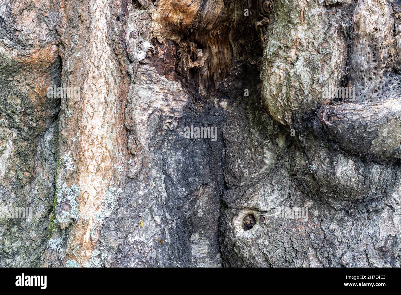 Surface de l'écorce d'une forme bizarre sur le tronc d'un vieux arbre pour servir de fond abstrait et de textures. Banque D'Images