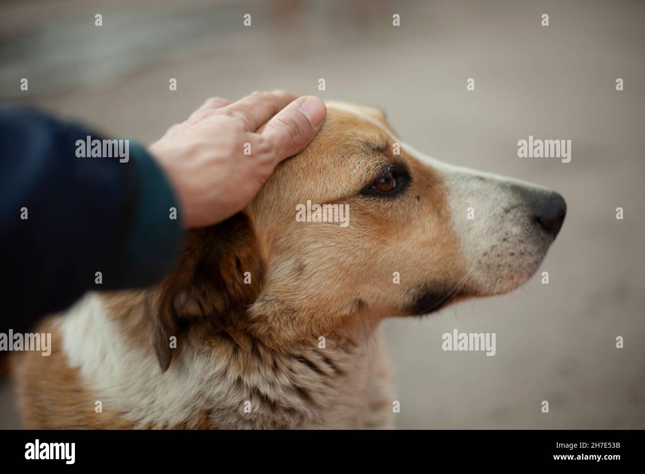 L'homme s'occupe de la tête du chien. Le gars caresse le visage d'un chien sans abri avec sa main. Portrait d'été des animaux dans la rue. Yeux rainurés d'un Banque D'Images