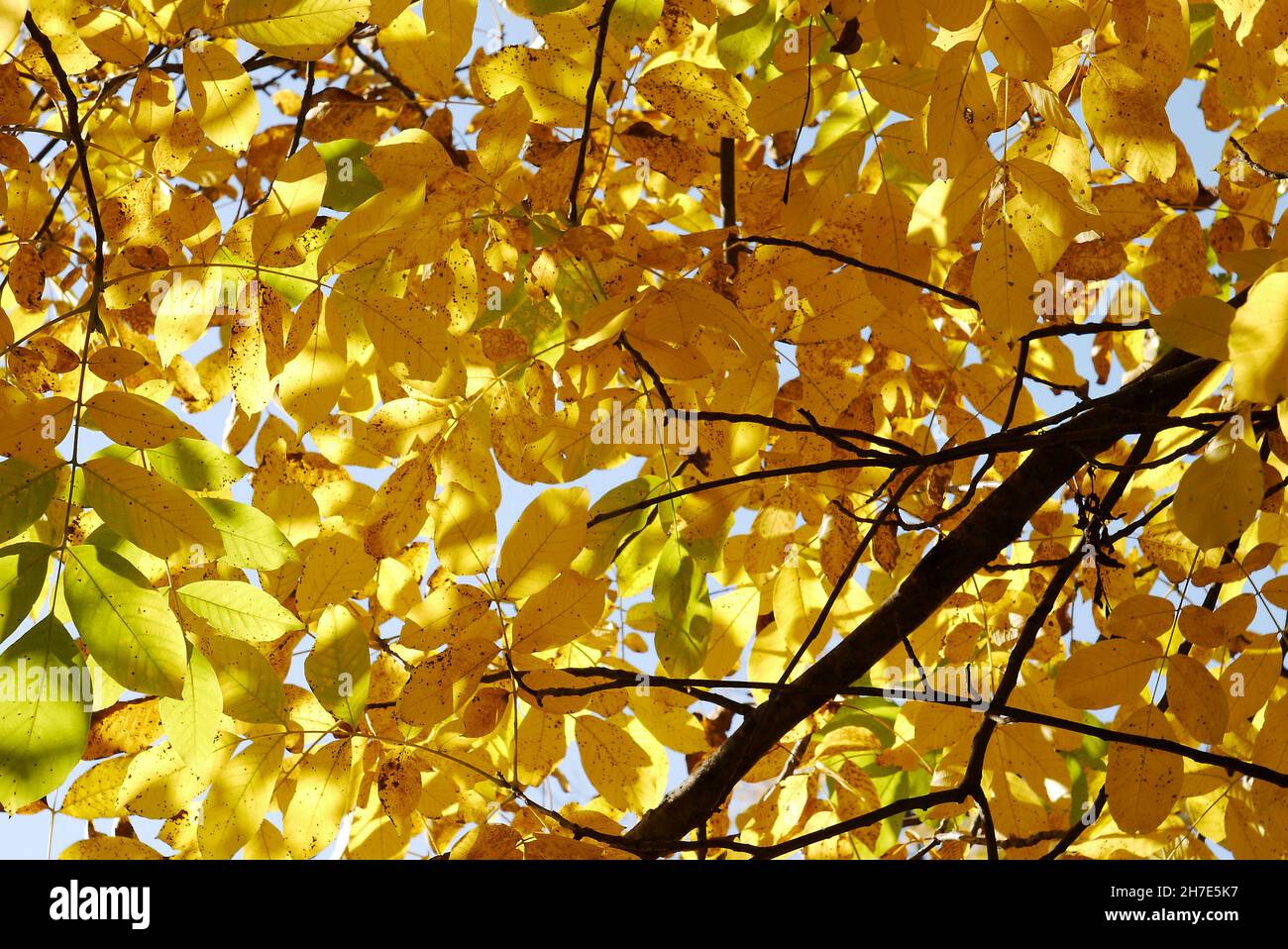 Feuilles d'automne multicolores sur les arbres pendant la journée ensoleillée Banque D'Images