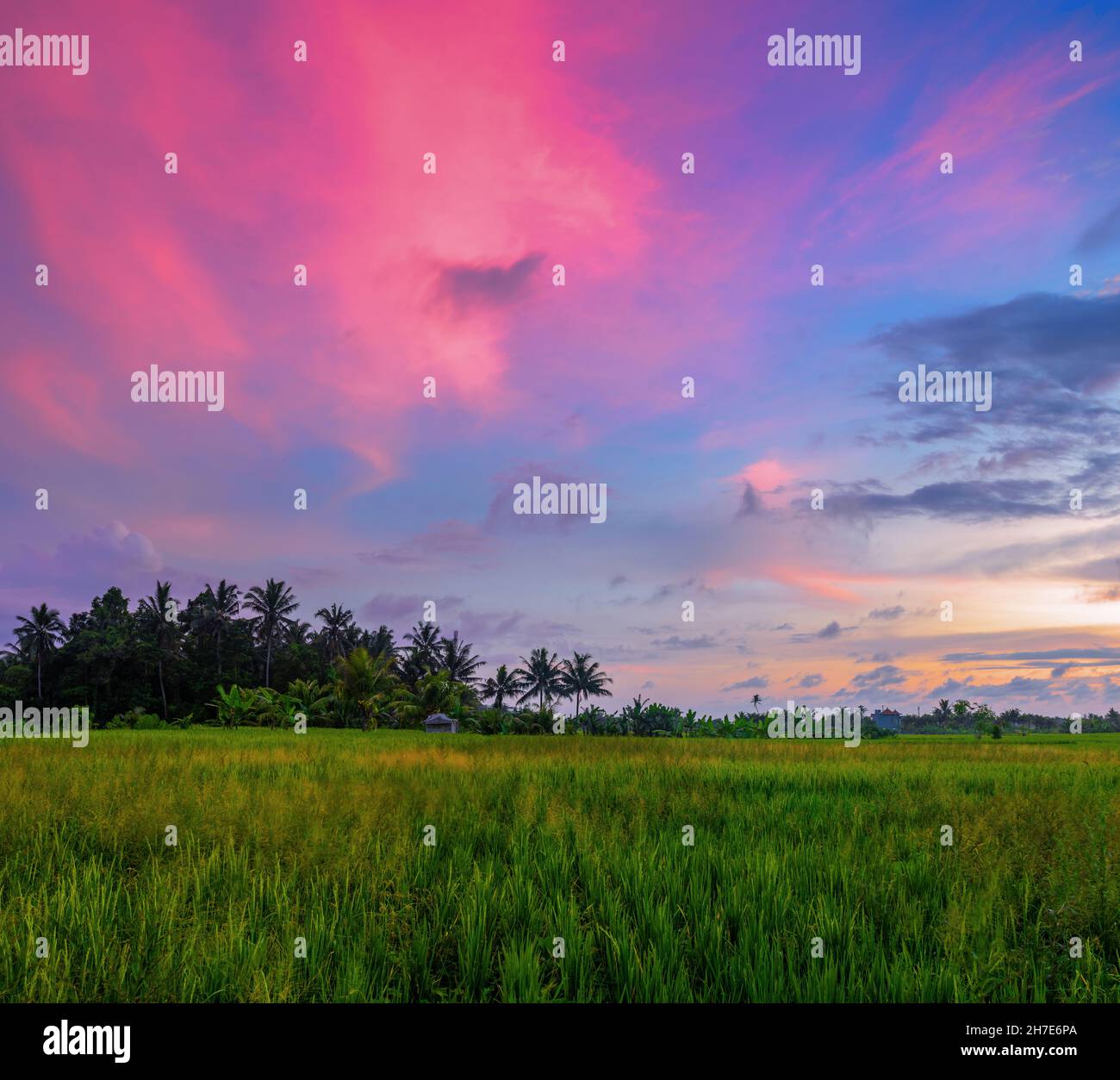 Jardin avec palmiers à noix de coco.Un lever de soleil incroyable.Paysage avec prairie verte, Bali, Indonésie.Fond d'écran.Paysage naturel. Banque D'Images