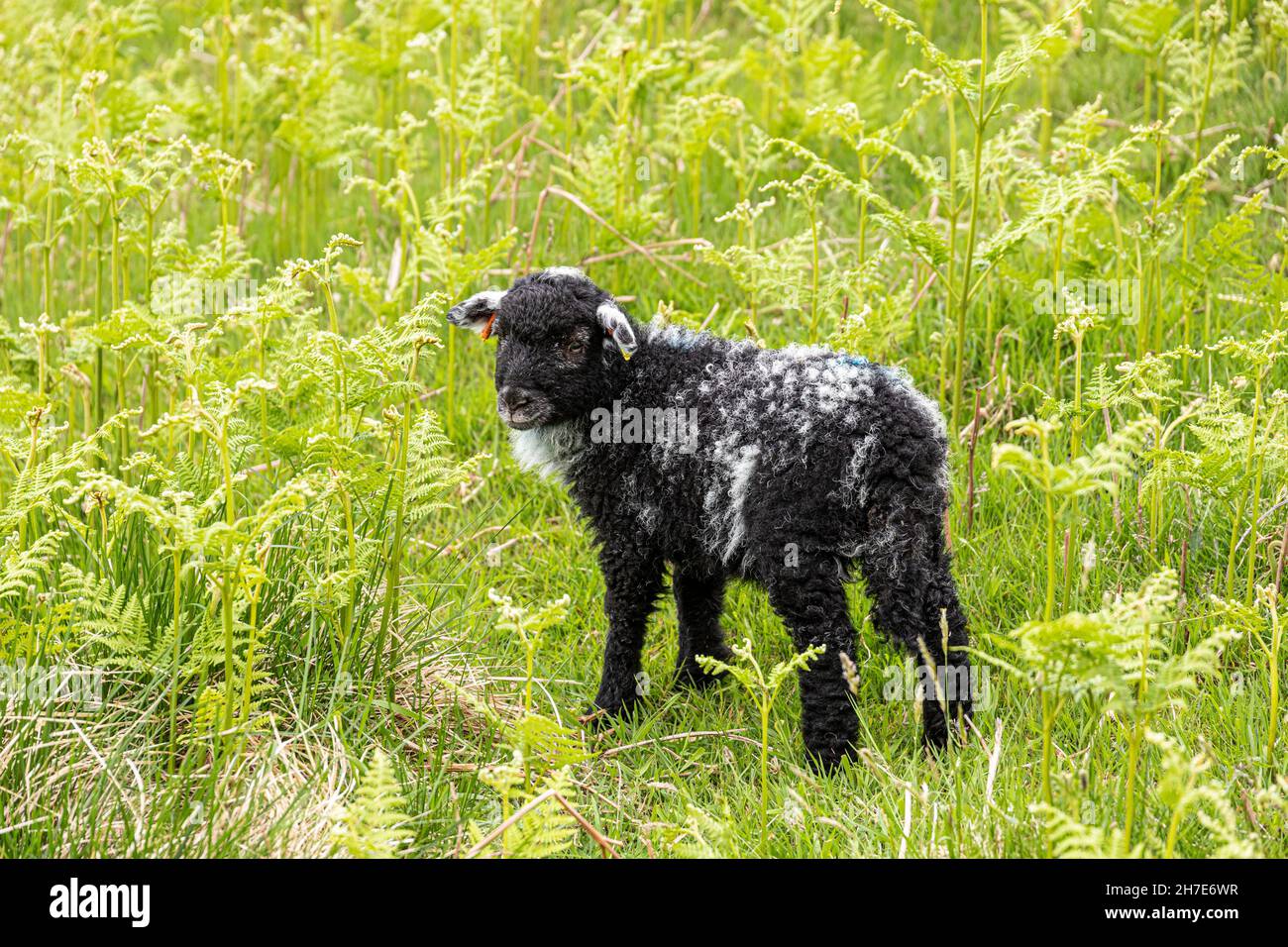 Un jeune agneau de Herdwick dans le district des lacs anglais à Martindale, Cumbria, Royaume-Uni Banque D'Images