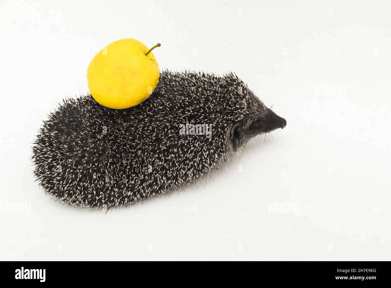 Hérisson un animal épineux de nature sauvage mammifère porte sur son ...