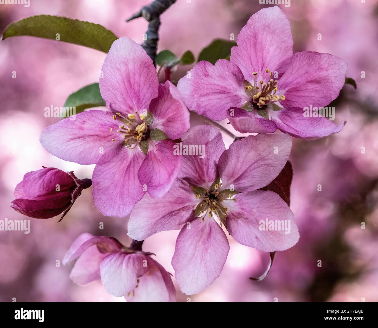 De jolies fleurs d'écrevisses roses fleurissent au printemps. Banque D'Images