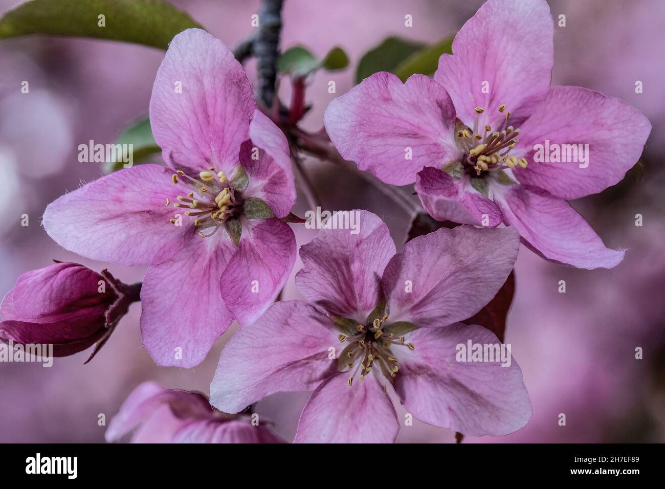 De jolies fleurs d'écrevisses roses fleurissent au printemps. Banque D'Images