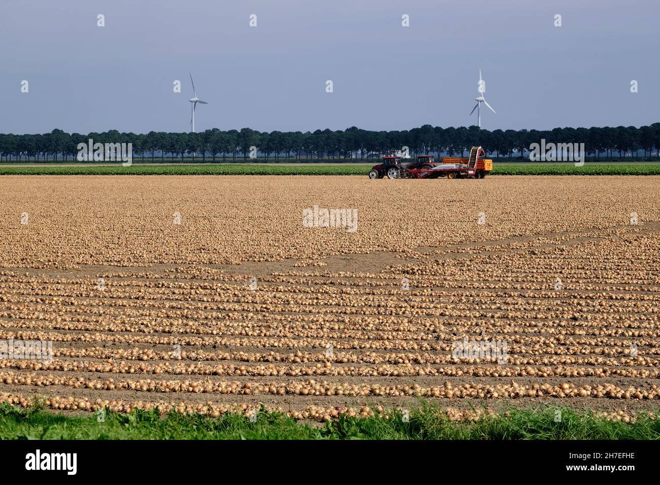 Rangées d'oignons récoltés, séchage dans un champ agricole en attente d'être ramassés.Tracteur et chargeur d'oignon en arrière-plan.Flevoland province, le Banque D'Images