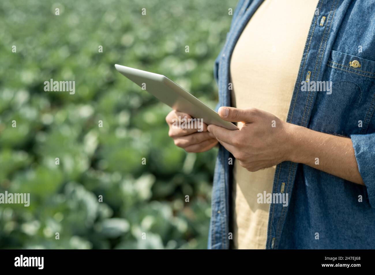 Gros plan d'un spécialiste agricole masculin méconnu en chemise décontractée à l'aide d'une tablette lors de l'analyse de la production de cultures Banque D'Images