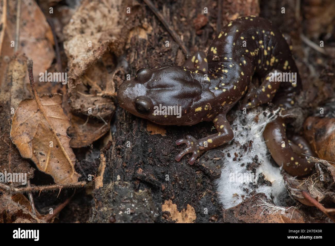 Une salamandre arboriale (Anéides lugubris) une espèce de pléthodontie sans fente du monument national de fort Ord dans le comté de Monterey, en Californie. Banque D'Images