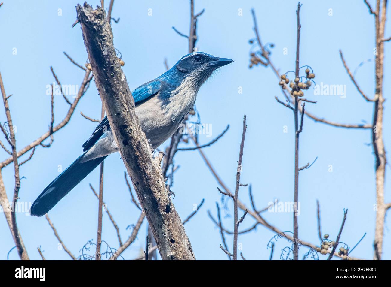 California Scrub jay (Aphelocoma californica) du monument national de fort Ord dans le comté de Monterey, en Californie. Banque D'Images