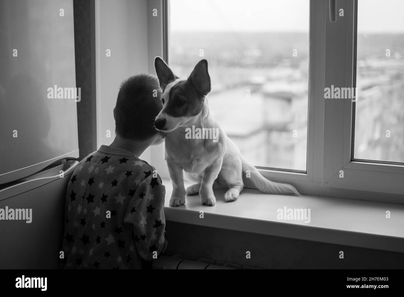 Jack Russell chiens sur le rebord de la fenêtre avec un garçon. Banque D'Images