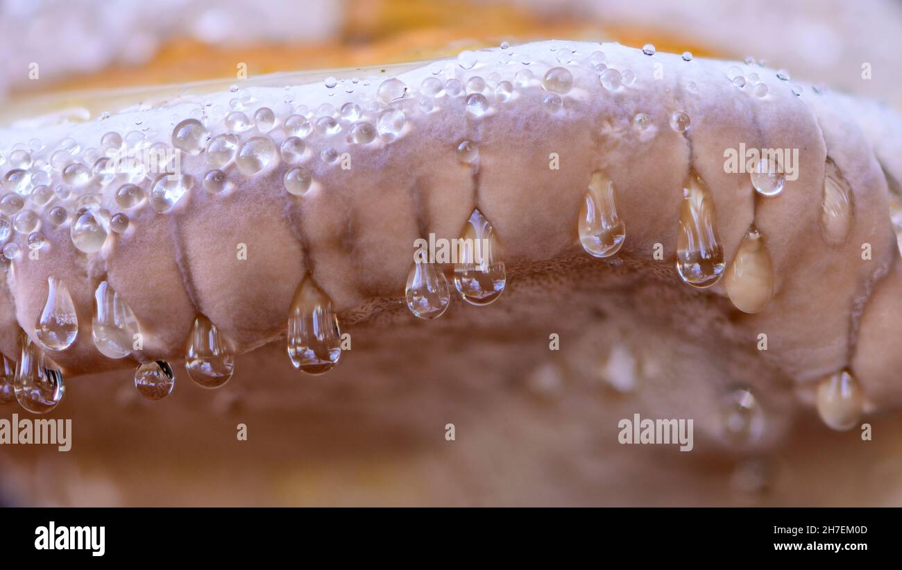 Champignon polypore à bande rouge avec gouttes de guttation Banque D'Images