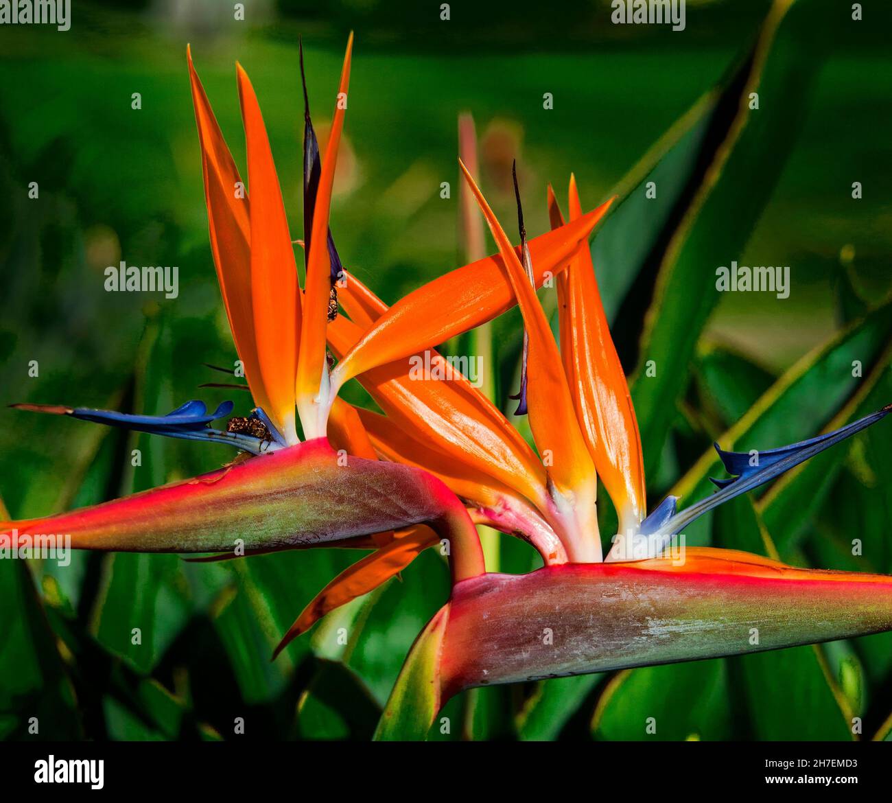 Fleur de l'oiseau de paradis, Strelitzia, plante exotique royale, Maui, Hawaï Banque D'Images