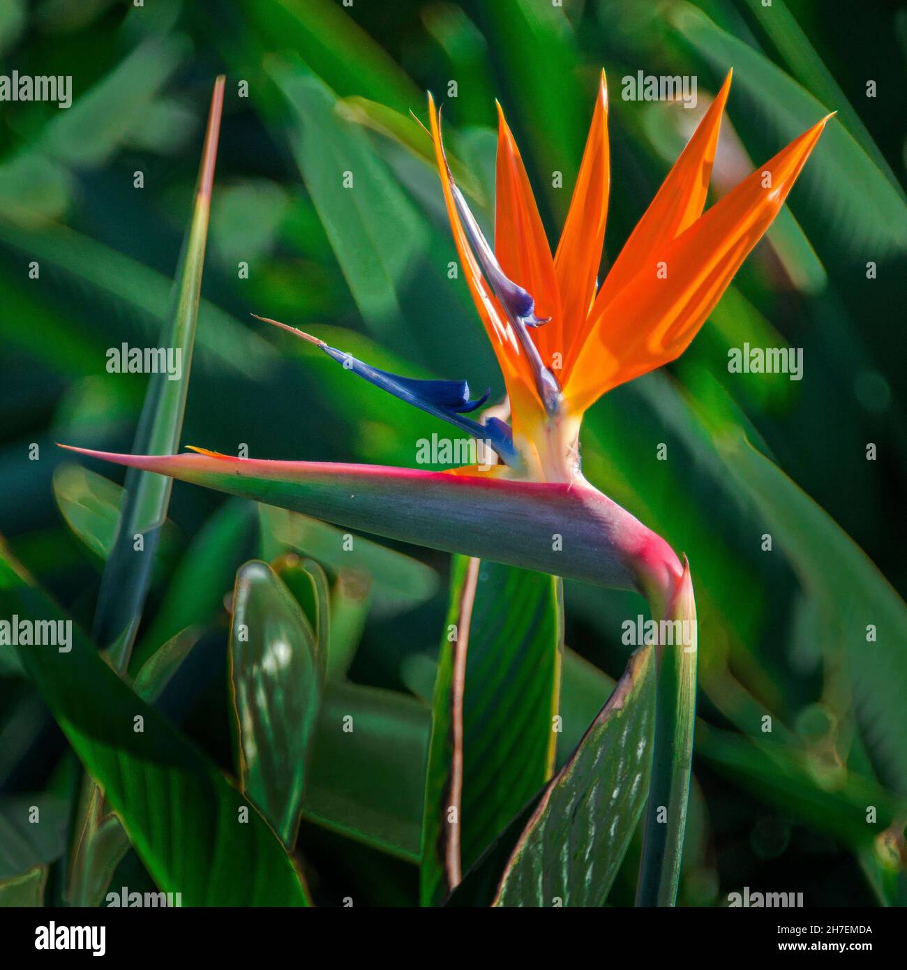 Fleur de l'oiseau de paradis, Strelitzia, plante exotique royale, Maui, Hawaï Banque D'Images