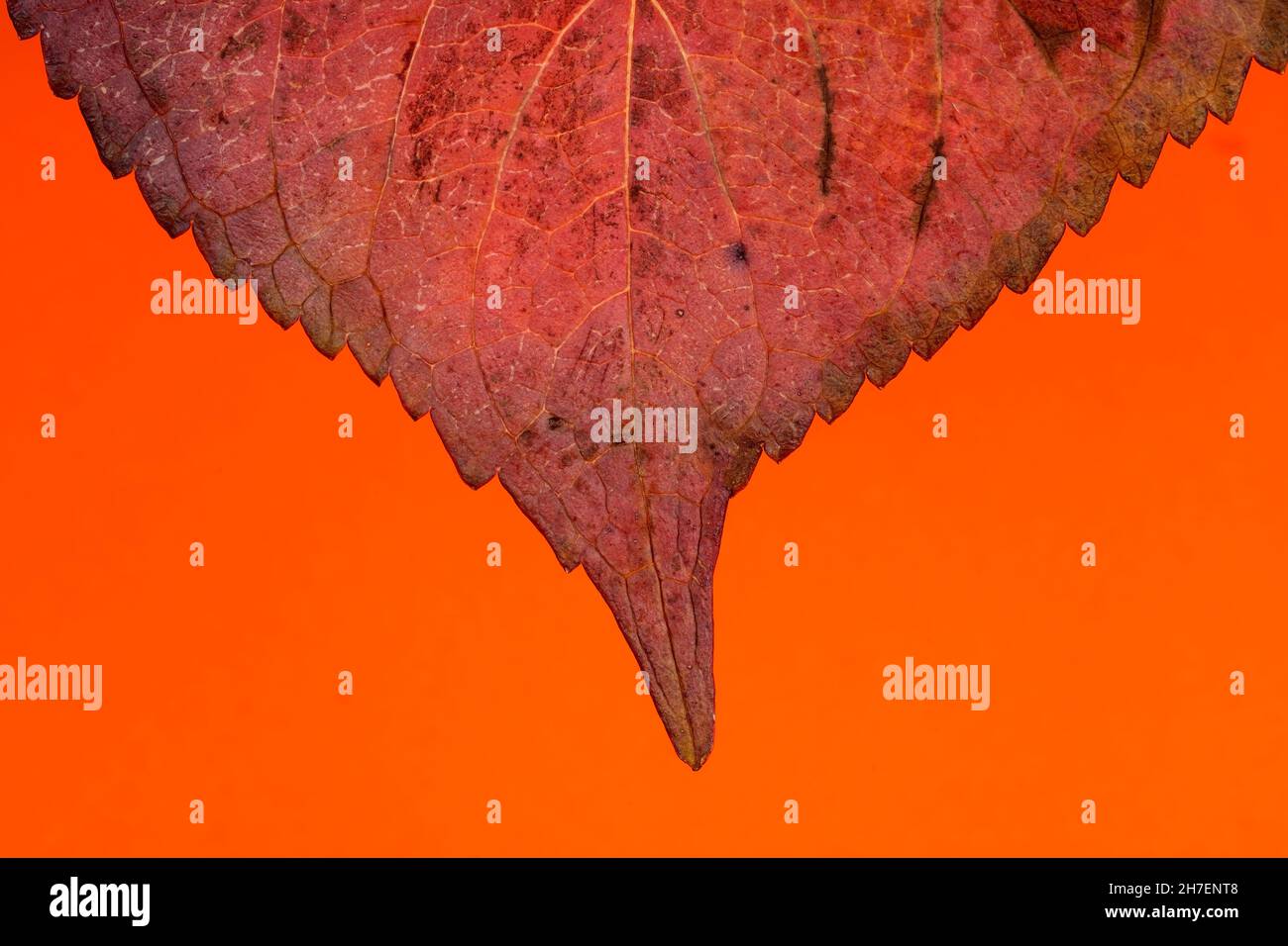 Macro détail de la feuille rouge d'une hortensia en automne isolée sur fond orange Banque D'Images