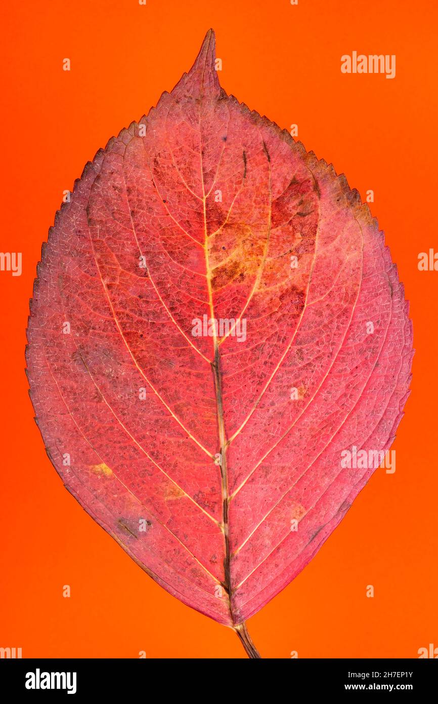 Macro détail de la feuille rouge d'une hortensia en automne isolée sur fond orange Banque D'Images