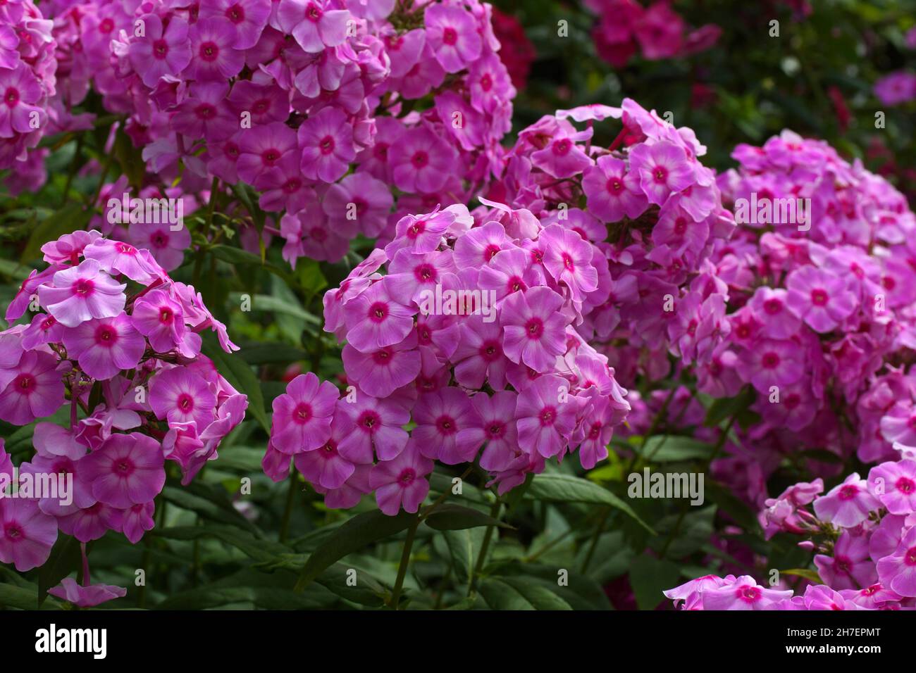 Magnifique phlox pourpre en été dans le jardin.Autres fleurs en arrière-plan. Banque D'Images