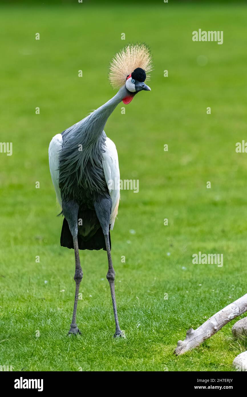 Crane gris Couronné, réglorum Balearica, bel oiseau Banque D'Images