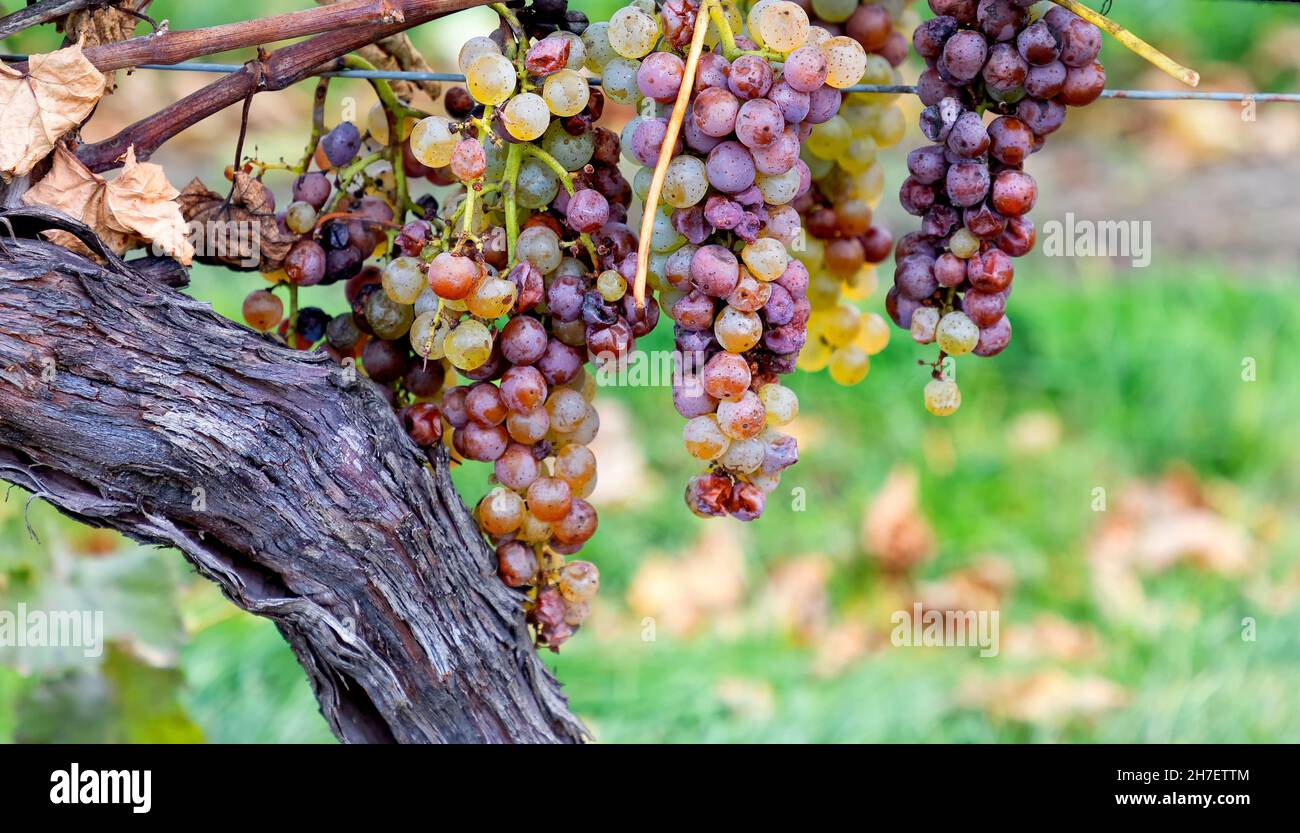 Récolte tardive de raisins Vidal pour le vin de glace Niagara Falls Ontario Canada Banque D'Images