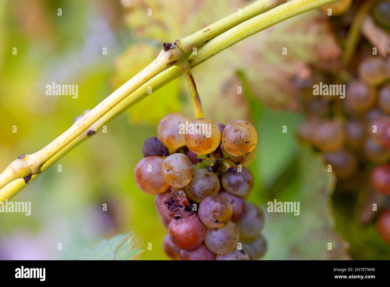 Récolte tardive de raisins Vidal pour le vin de glace Niagara Falls Ontario Canada Banque D'Images