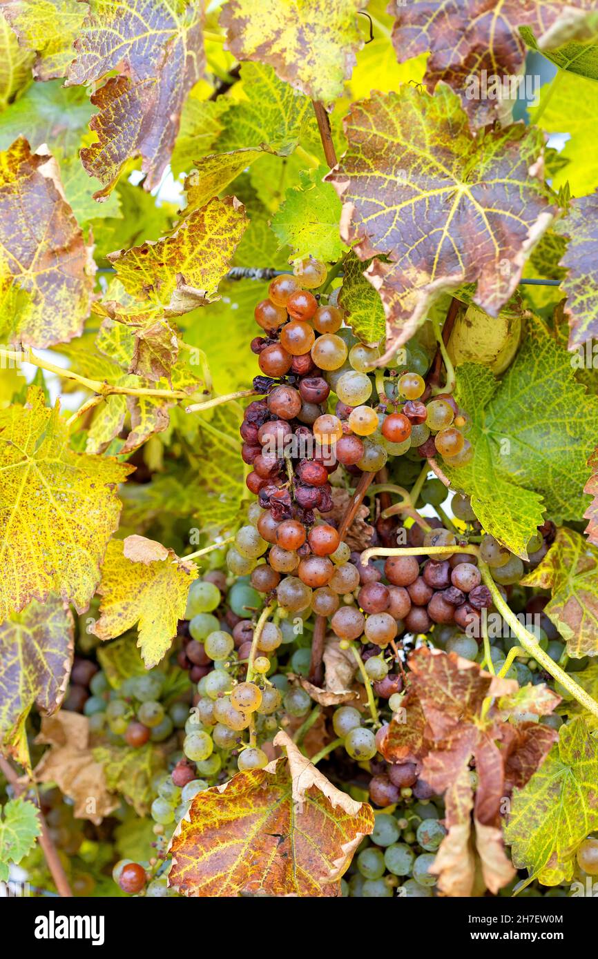Récolte tardive de raisins Vidal pour le vin de glace Niagara Falls Ontario Canada Banque D'Images