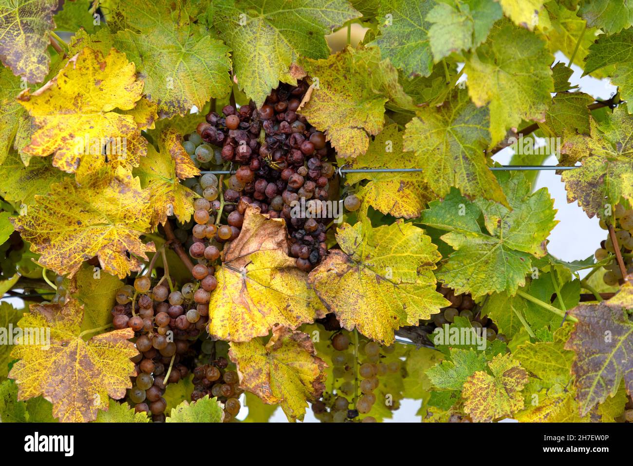 Récolte tardive de raisins Vidal pour le vin de glace Niagara Falls Ontario Canada Banque D'Images