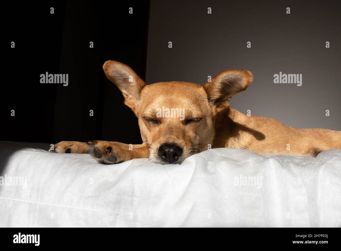 Gros plan d'un chien mixte dormant confortablement dans un lit sur une couverture blanche et moelleuse dans une pièce sombre.Espace vide pour le texte en bas Banque D'Images