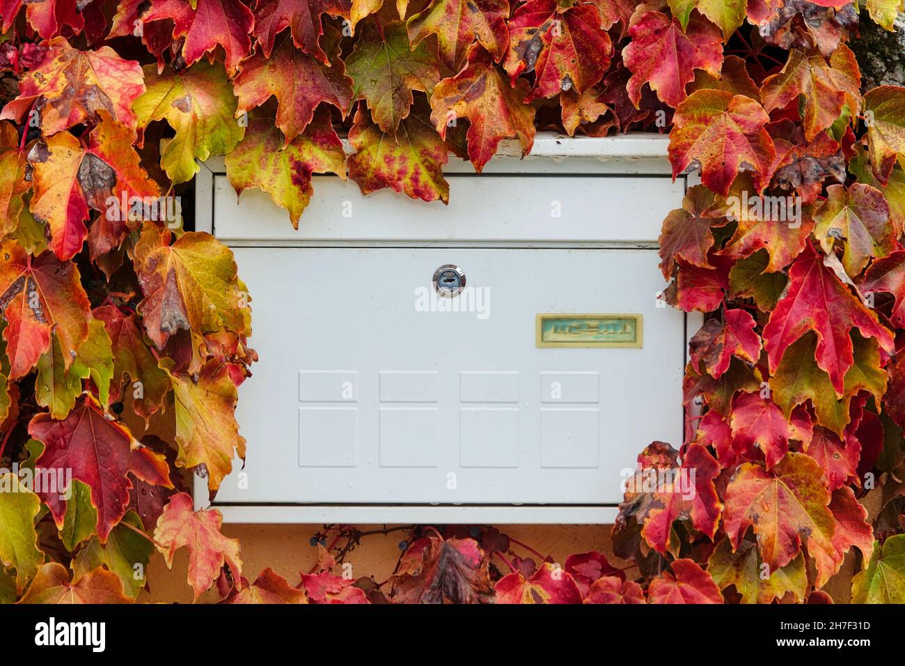 Boîte aux lettres en métal blanc entourée de lierre avec des feuilles d'automne Banque D'Images