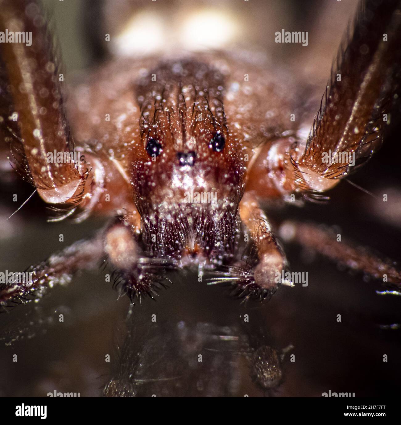 Photo macro d'un araignée marron reclus Banque D'Images