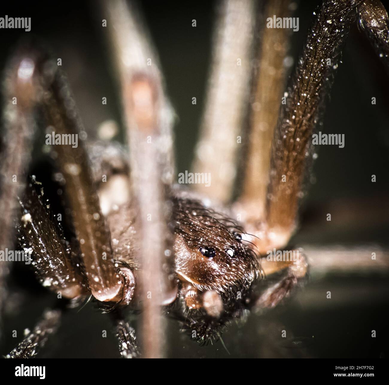 Photo macro d'un araignée marron reclus Banque D'Images