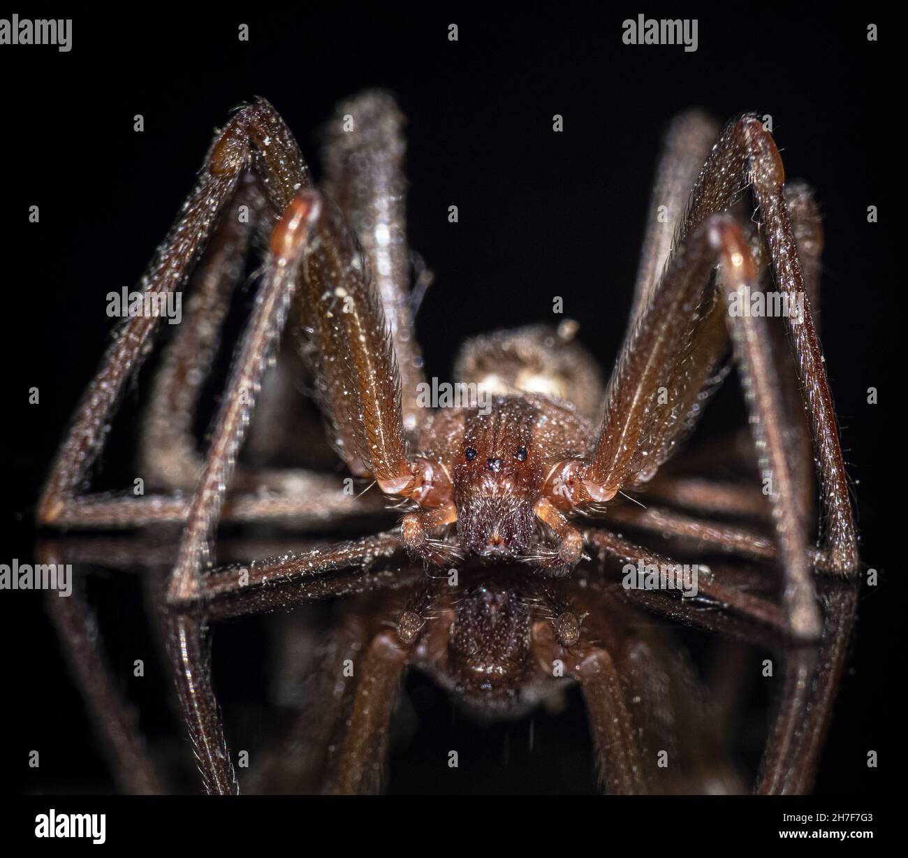 Photo macro d'un araignée marron reclus Banque D'Images