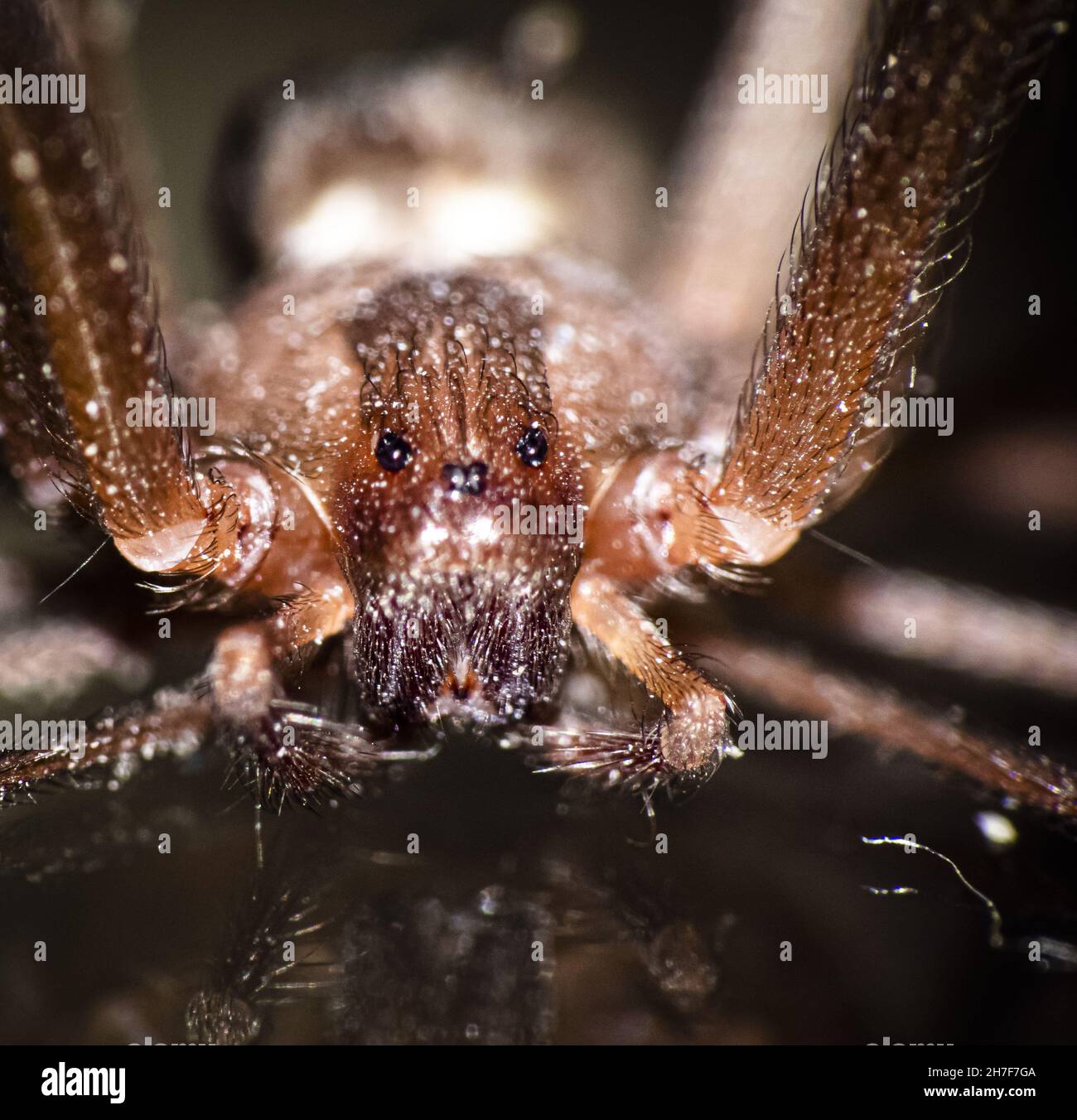Photo macro d'un araignée marron reclus Banque D'Images