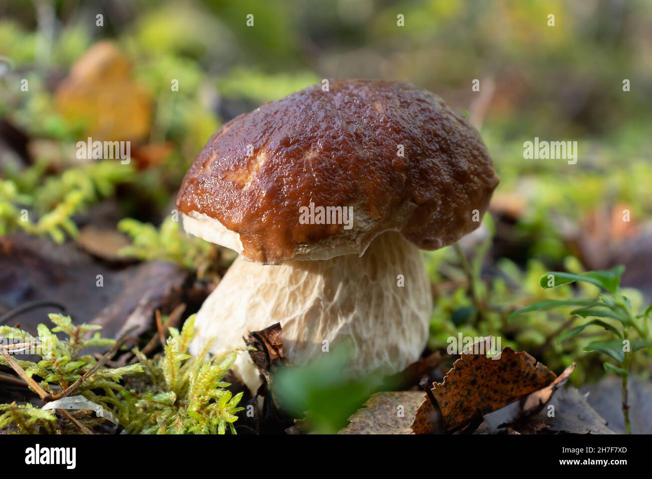 Beau jeune champignon boletus comestible dans une forêt de pins Banque D'Images