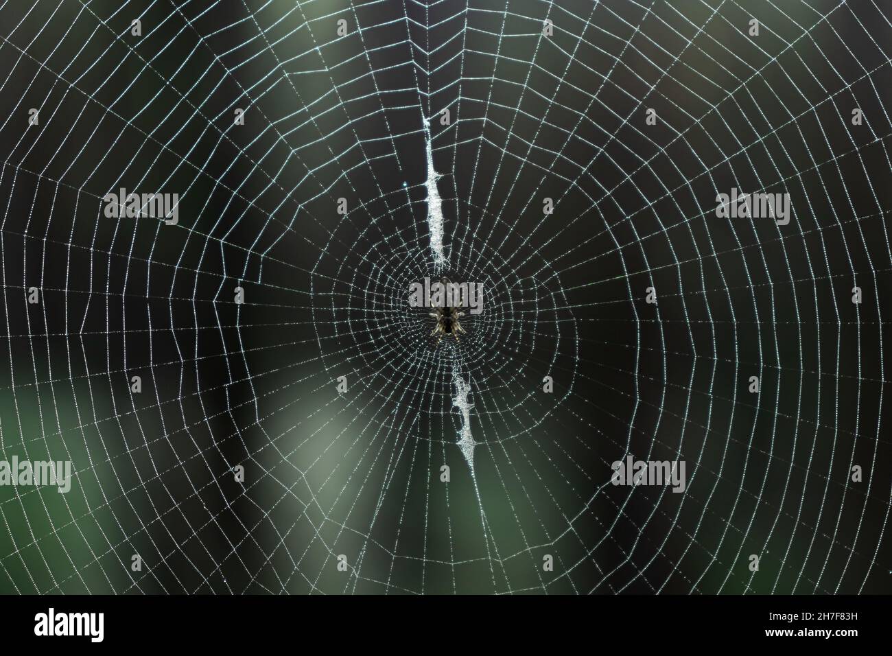 Gros plan d'une toile d'araignée ronde avec une araignée au centre de la forêt Banque D'Images
