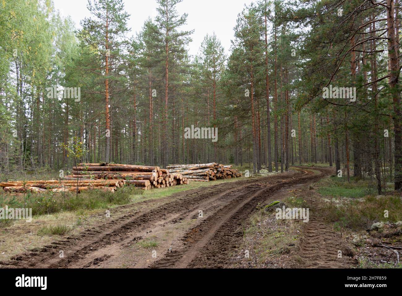 Journalisation.Grumes de pin sciées empilées dans la forêt, près de la route Banque D'Images