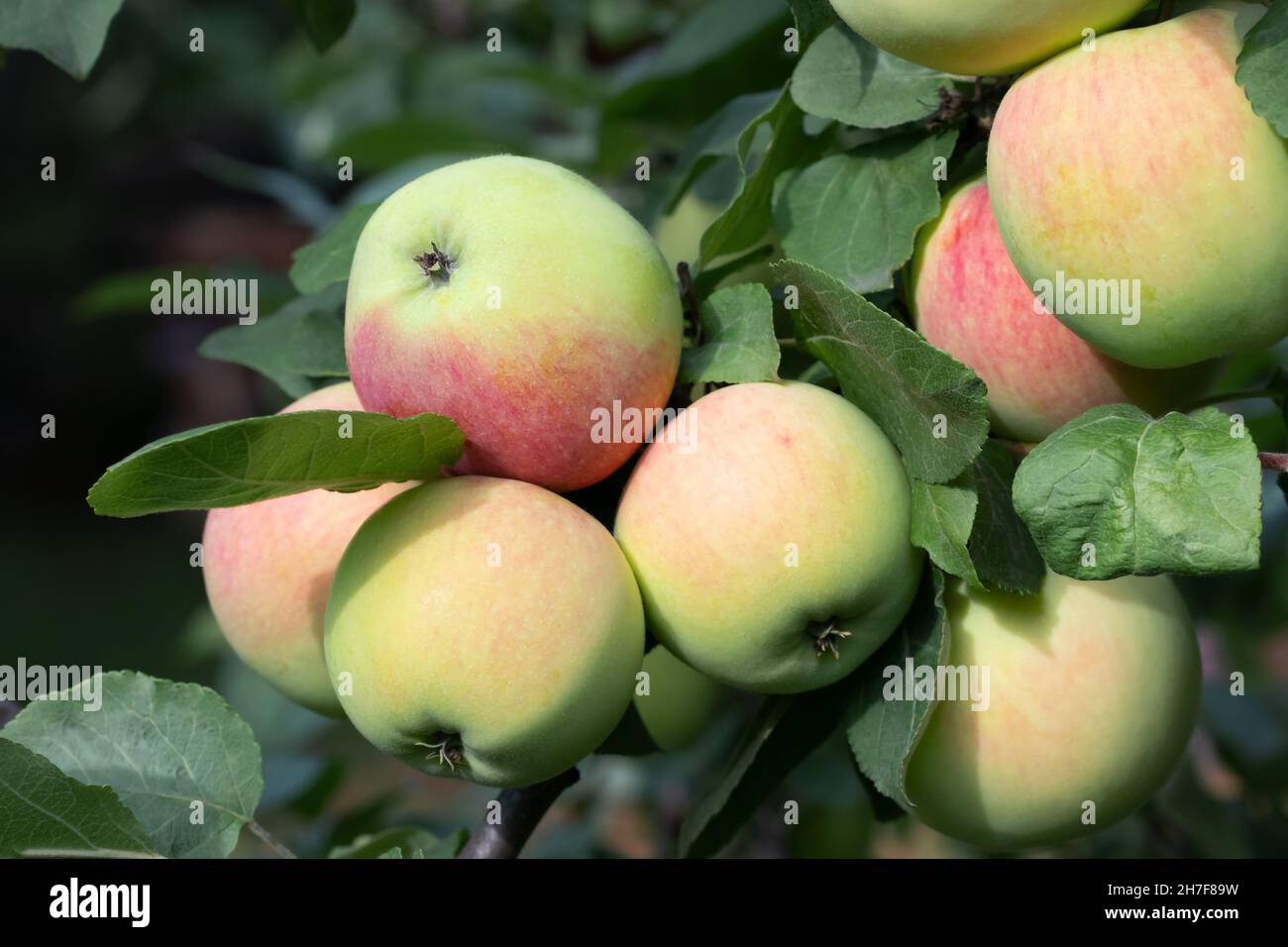 Plusieurs pommes mûres vert-rouge sur une branche de pommier. Banque D'Images