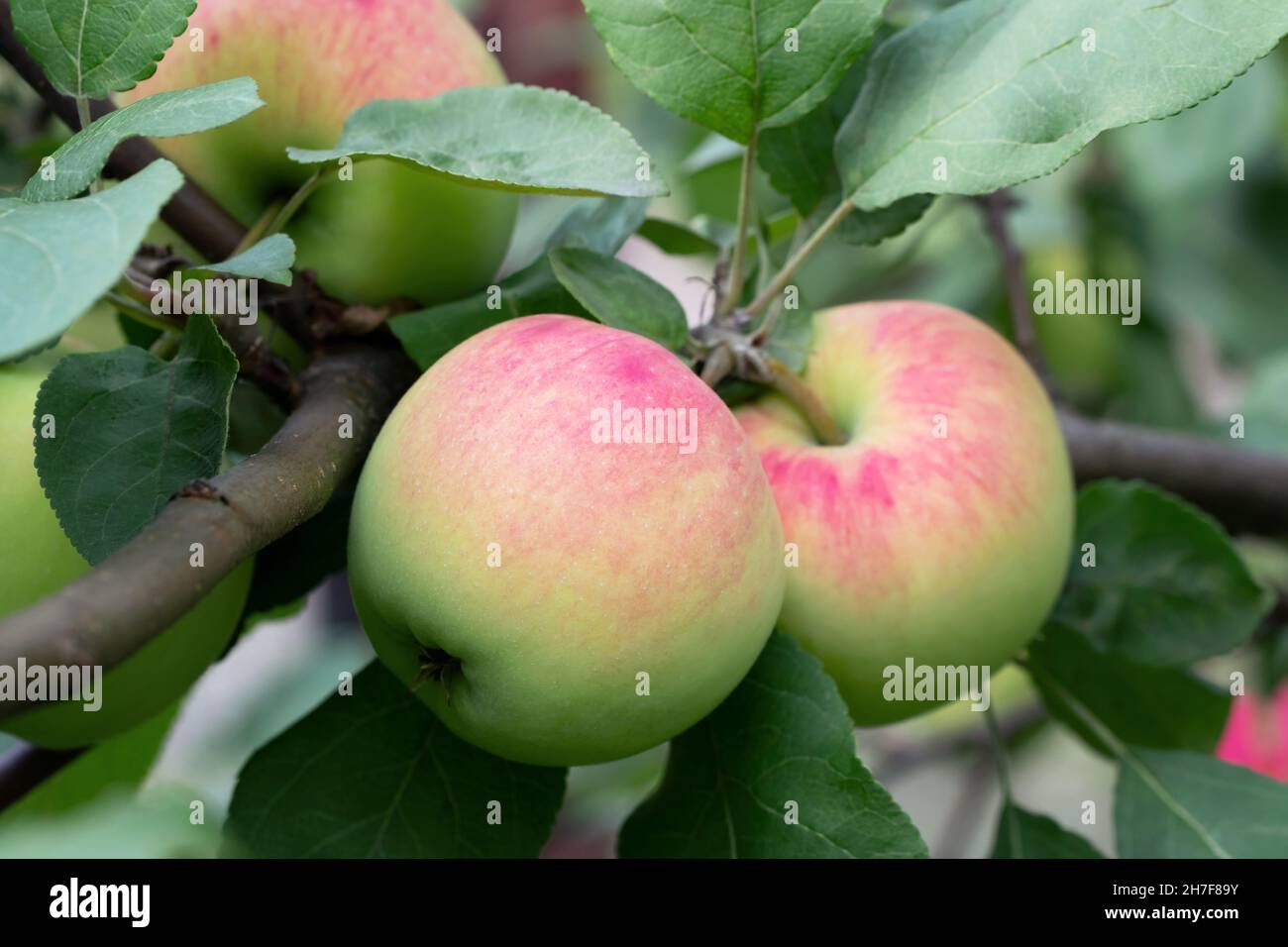 Deux pommes mûres vert-rouge sur une branche d'un pommier. Banque D'Images