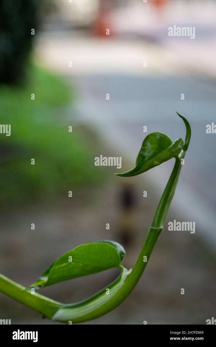 Cime verte avec bokeh coloré en arrière-plan de la nature Banque D'Images