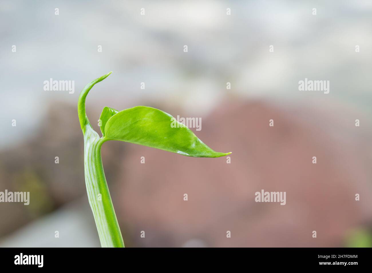Cime verte avec bokeh coloré en arrière-plan de la nature Banque D'Images