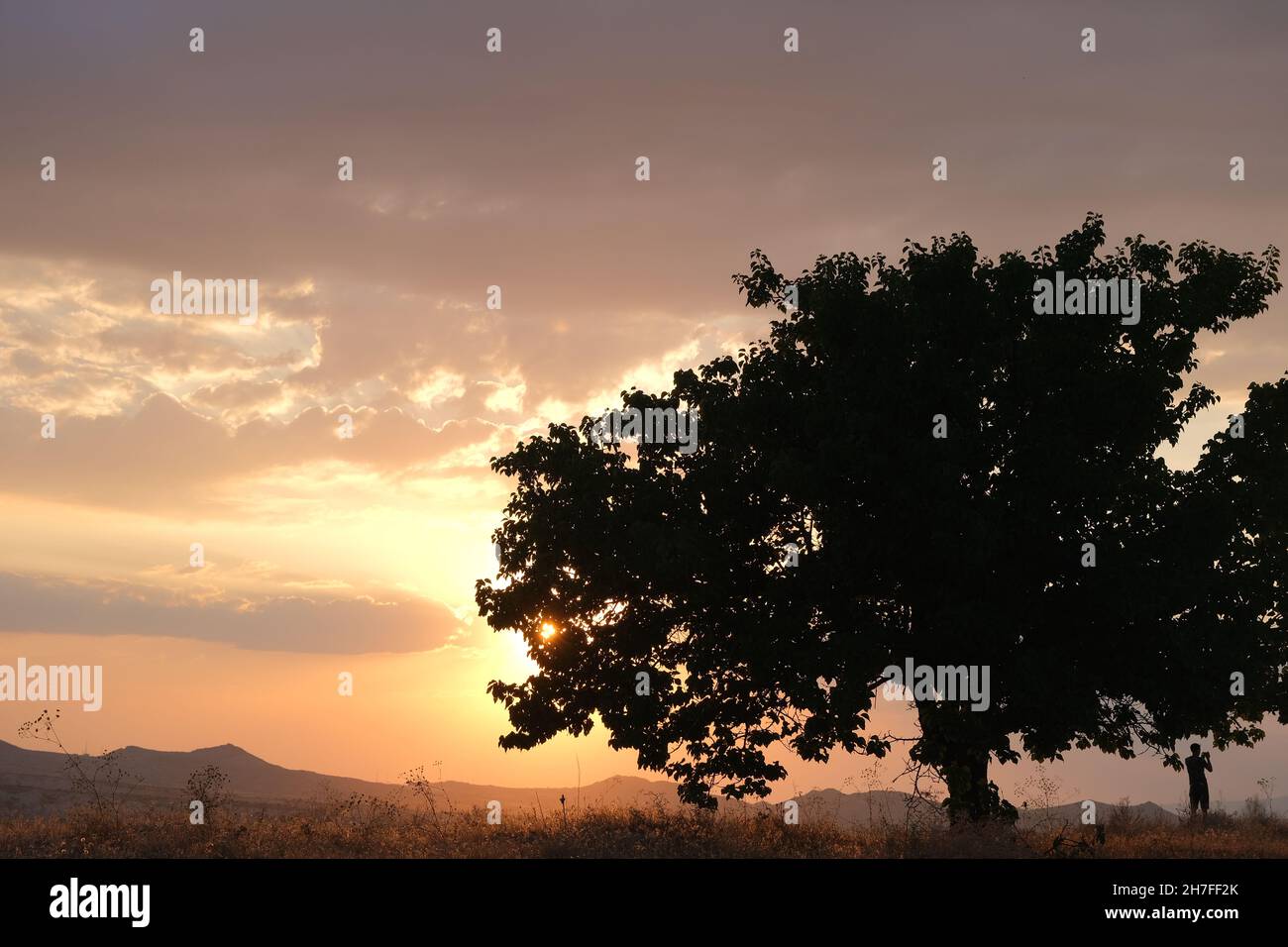 Immense arbre de pin et soleil derrière cet arbre juste avant le coucher du soleil et la silhouette d'un homme près de l'arbre Banque D'Images