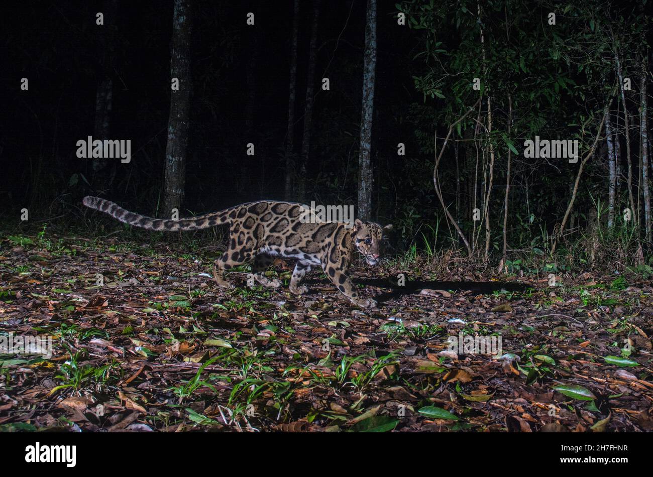 Léopard trouble (Neofelis nebulosa) dans la forêt, Thaïlande Banque D'Images
