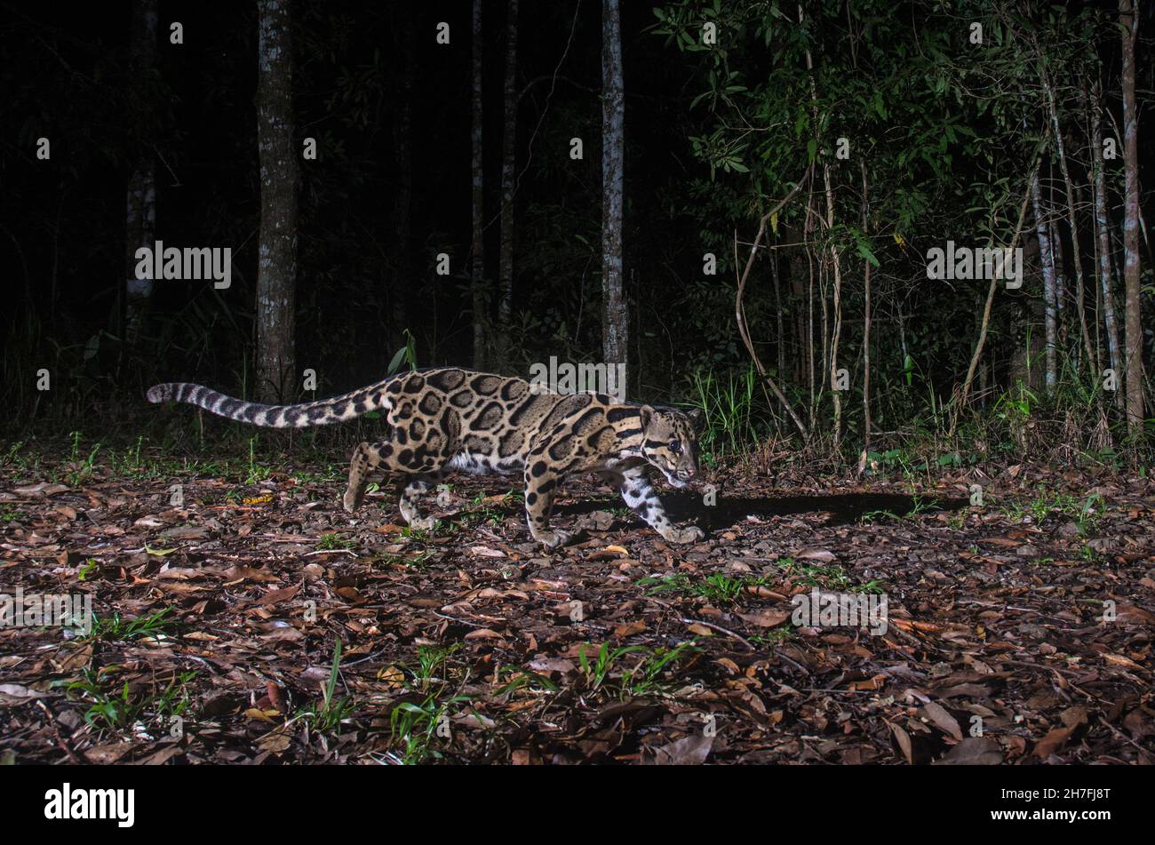 Léopard trouble (Neofelis nebulosa) dans la forêt, Thaïlande Banque D'Images
