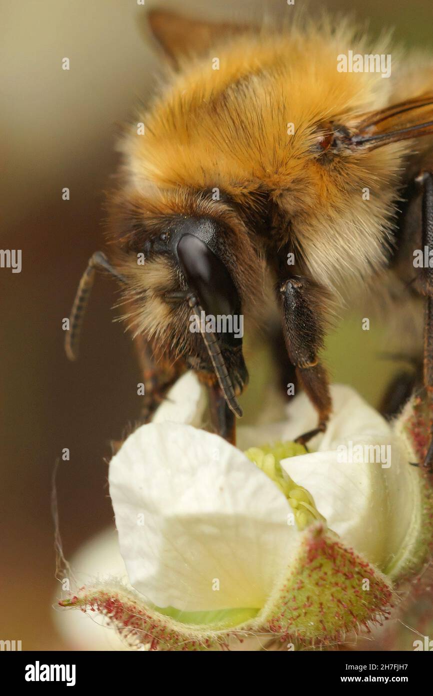 Gros plan vertical sur une reine d'abeille commune de carder, Bombus Pascuorum, Banque D'Images