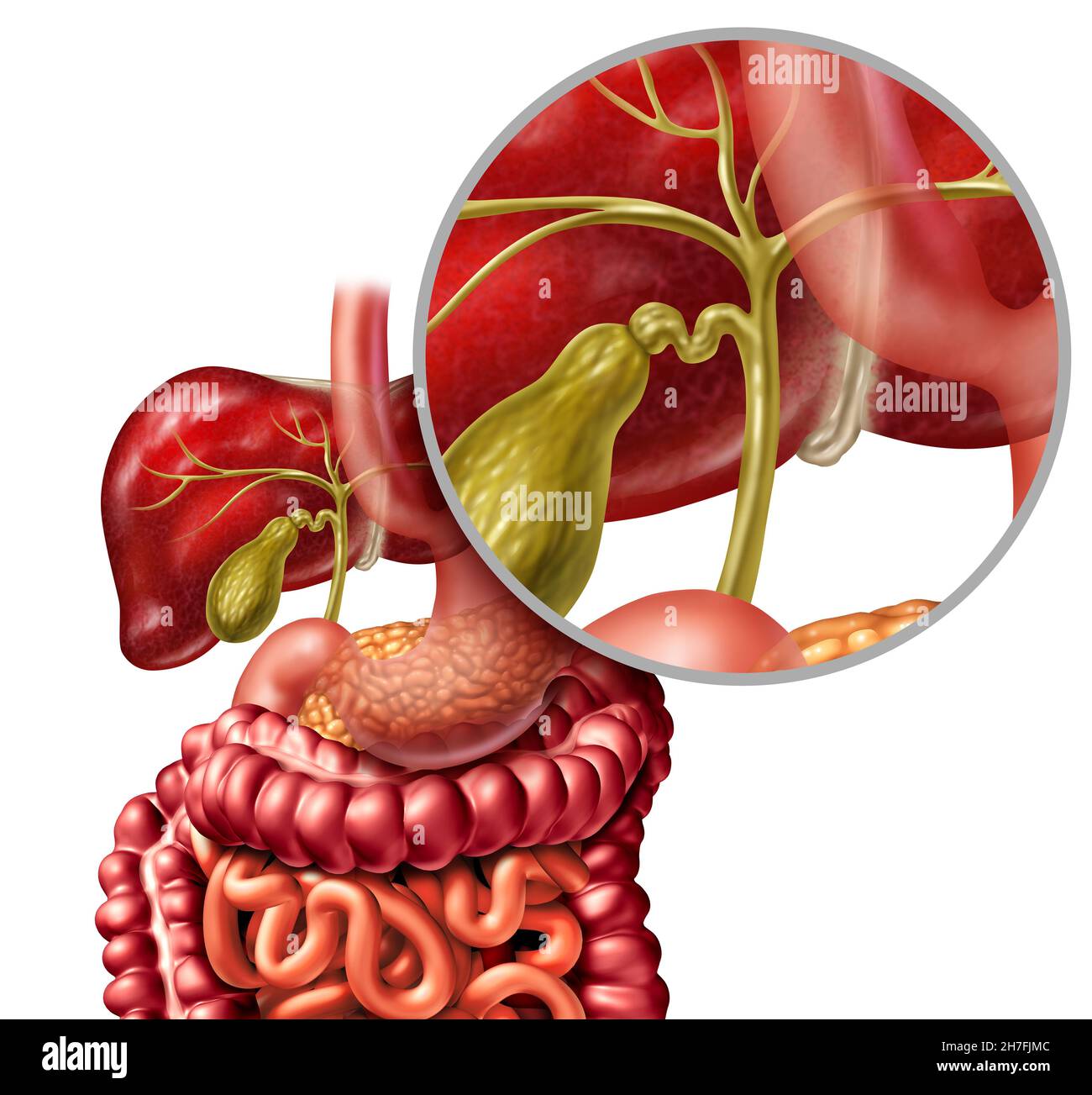 Concept de canal de bile sain avec une vésicule biliaire et le foie comme illustration médicale du système digestif représentant un concept de soins de santé. Banque D'Images