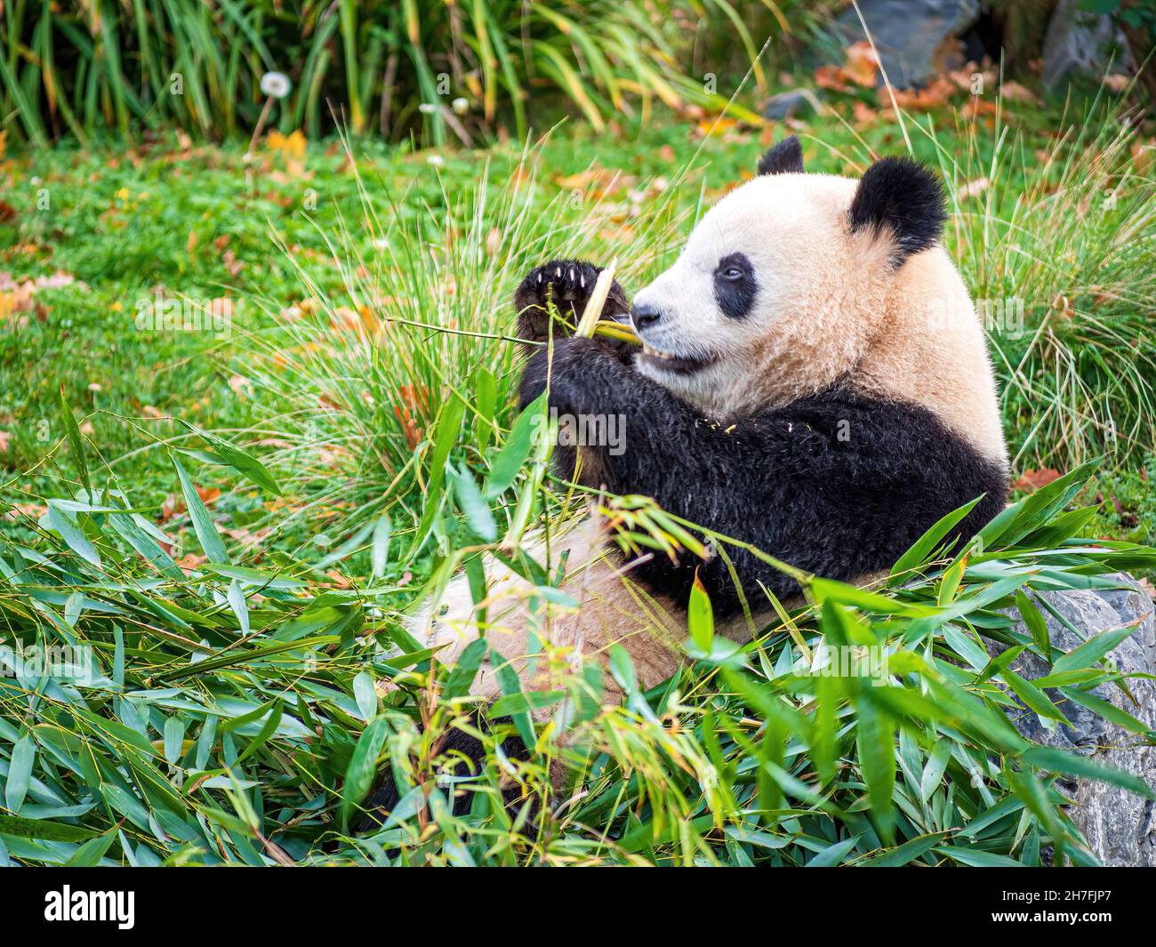 Mignonne Panda mangeant Bambus Banque D'Images