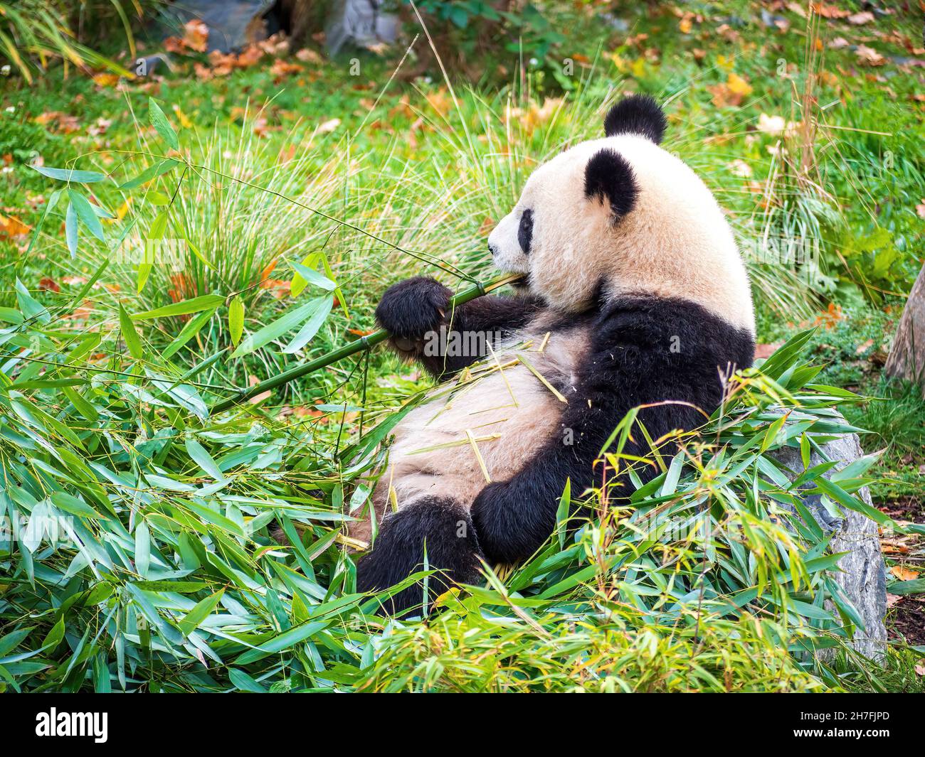 Mignonne Panda mangeant Bambus Banque D'Images