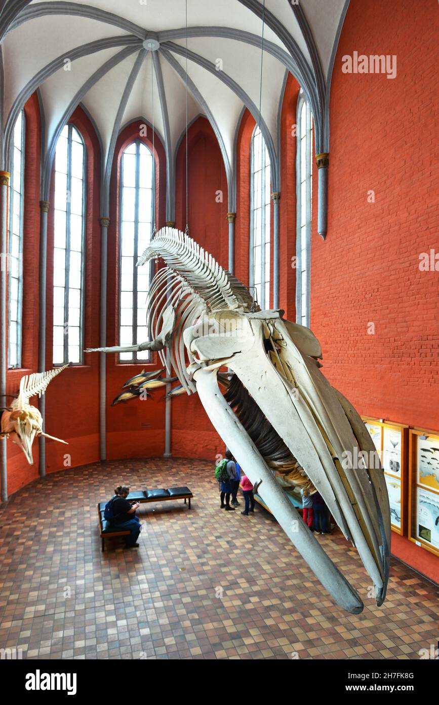 ALLEMAGNE.MECKLEMBOURG-POMÉRANIE-OCCIDENTALE.STRALSUND.OUVERT EN 1858 DANS LE MONASTÈRE DE ST CATHERINE, LE MUSÉE STRALSUND POSSÈDE DIVERSES COLLECTIONS TELLES QUE SON SKE Banque D'Images