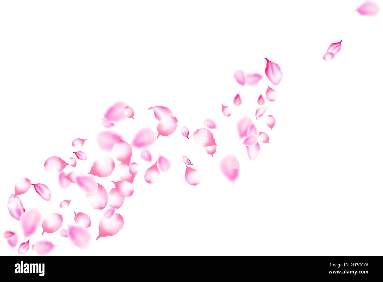 Pétales de fleurs sakura réalistes.Chute de beaux pétales de sakura rose sur fond blanc.Motif vectoriel avec pétales de fleur de cerisier de printemps japonais pour Illustration de Vecteur