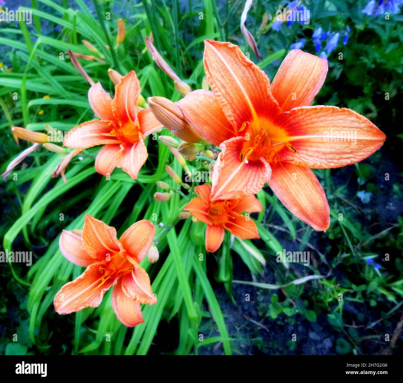 Rouge lys, fleur dans un jardin en Sibérie Russie Banque D'Images